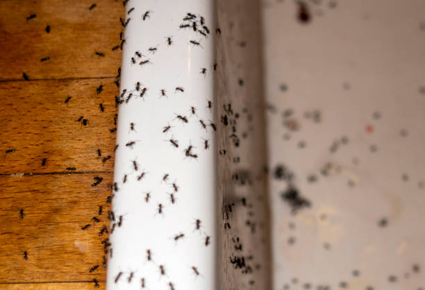 Professional Pest Control in La Follette, TN